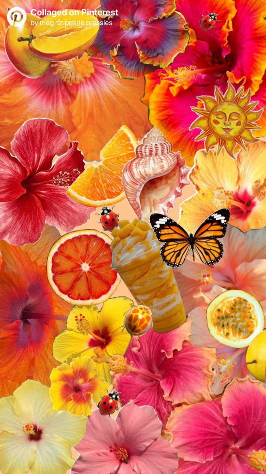 SUMMER MONARCH