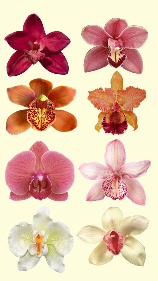 WHITE ORCHIDS [2D]